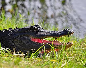Florida Gator Grin