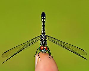 Daring Dragonfly