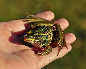 Fantastic Frog