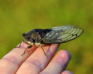 Clingy Cicada